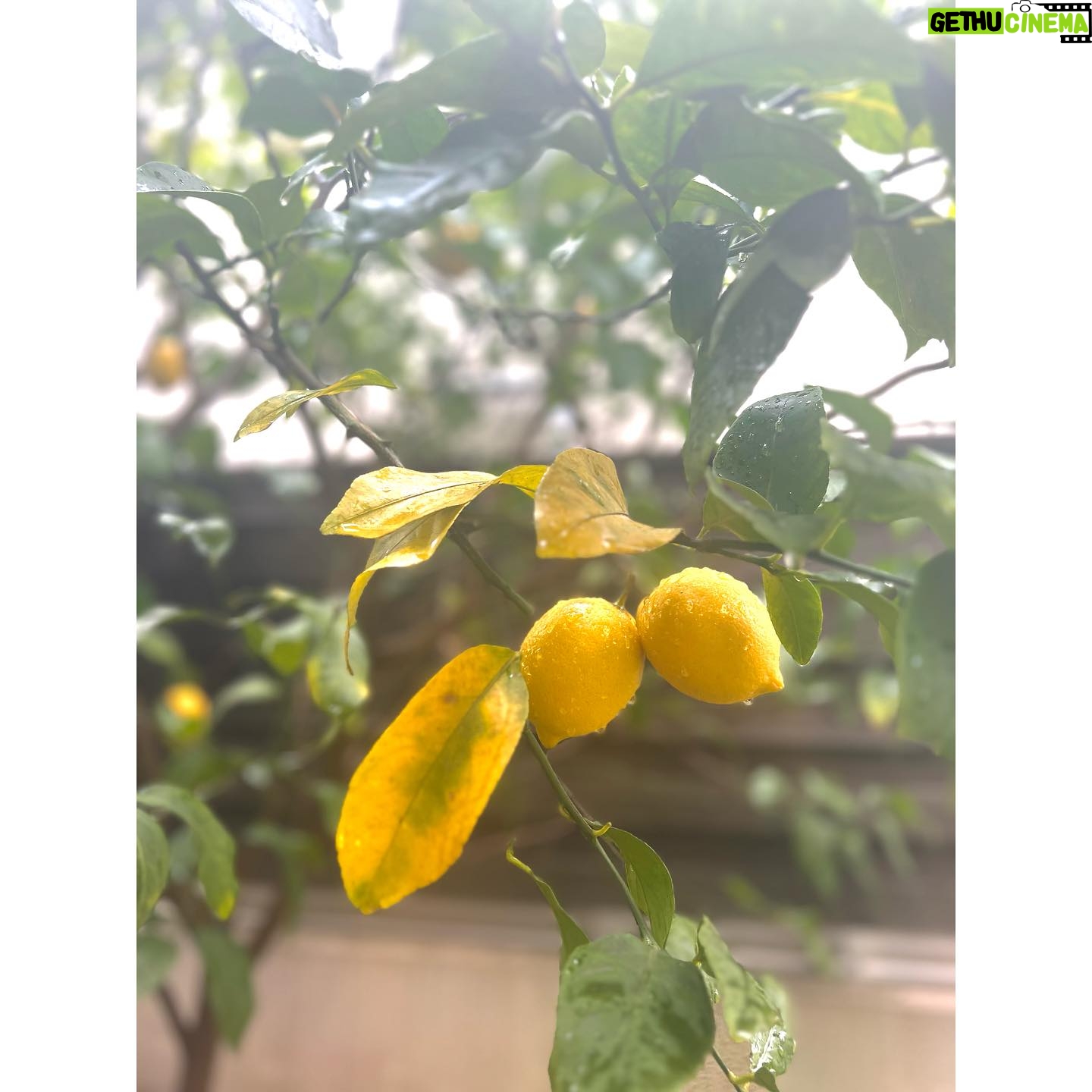 Rena Tanaka - 1.6K Likes - 告知のお知らせさせてください🍋
明日12日 朝 8時から NHK連続テレビ小説「ブギウギ」に
出演致します。
らくちょうのおミネです。宜しくお願いします☺️
そして、その後 8:15~NHK総合テレビ
『平野レミの早わざレシピ!』生放送に出演です 🍳🔪🎵
絶対面白い🤣はず。❗️楽しみな気持ちと生放送にドキドキ💓デス❗️
是非✨✨