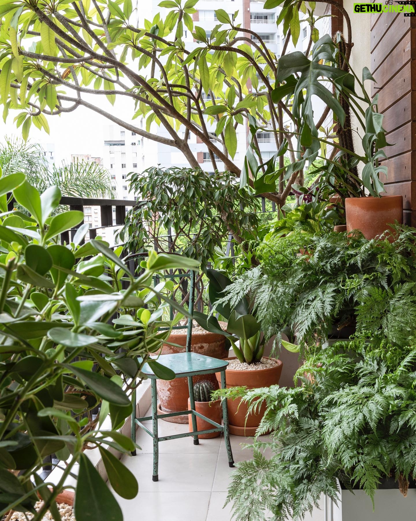Renato Mendonça - 712 Likes - Um respiro após uma semana corrida!
Durante a reforma do meu apartamento, resolvi dar vida nova à minha varanda, trazendo um ar tropical ao antigo jardim árido.
Recorri à arquiteta-paisagista e amiga @mramospaisagismo para criarmos juntos esta mini-floresta, um refúgio com jasmim-manga, pacová, clúsia, mandacaru, ficus trançado, renda-portuguesa e pilea. Um charme, né?
📸 @evelynmullerfotos
✨ @aldiflosi
#renatomendonça #decoração #decor #arquitetura #architecture #paisagismo #jardim #plantas