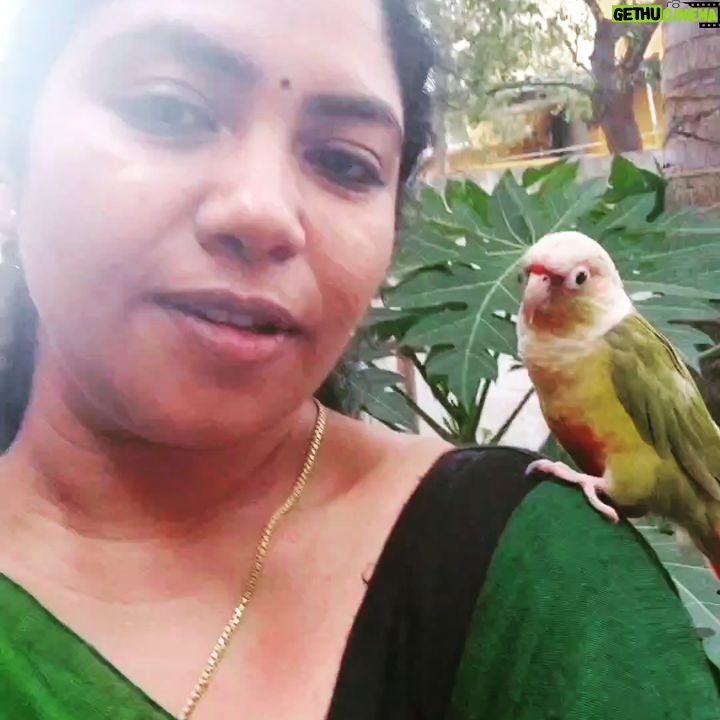 Reshmi Karthigeyan - 1.7K Likes - Pinto to the beats of shape of you😍🐦
#Parrot love# dancing connure#music beats# attami# pineappleconure