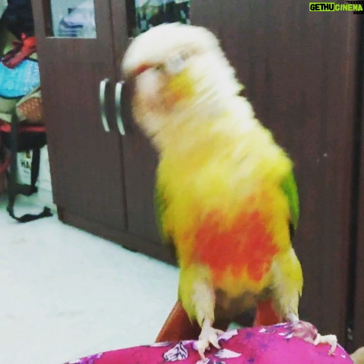 Reshmi Karthigeyan - 2K Likes - His addiction to this beats. . Pinto dance😍🐦
# kalakkatha song# tribal music# ayyapanum koshiyum# bird dance# dancing connure# Birdie# parrot dance
