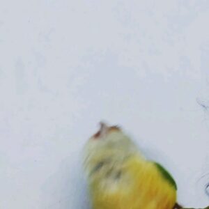 Reshmi Karthigeyan Instagram - His addiction to this beats. . Pinto dance😍🐦
# kalakkatha song# tribal music# ayyapanum koshiyum# bird  dance# dancing connure# Birdie# parrot dance