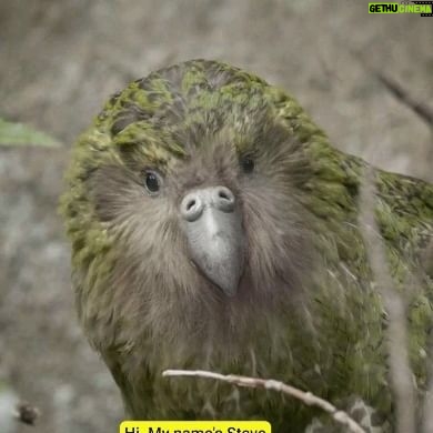 Rhys Darby - 15K Likes - Steve is back. The Kākāpō need to bolster their numbers, and he's their perfect wingman.
#AnimalsInTherapy #Biodiversity #kākāpō #reconnectwithnature
