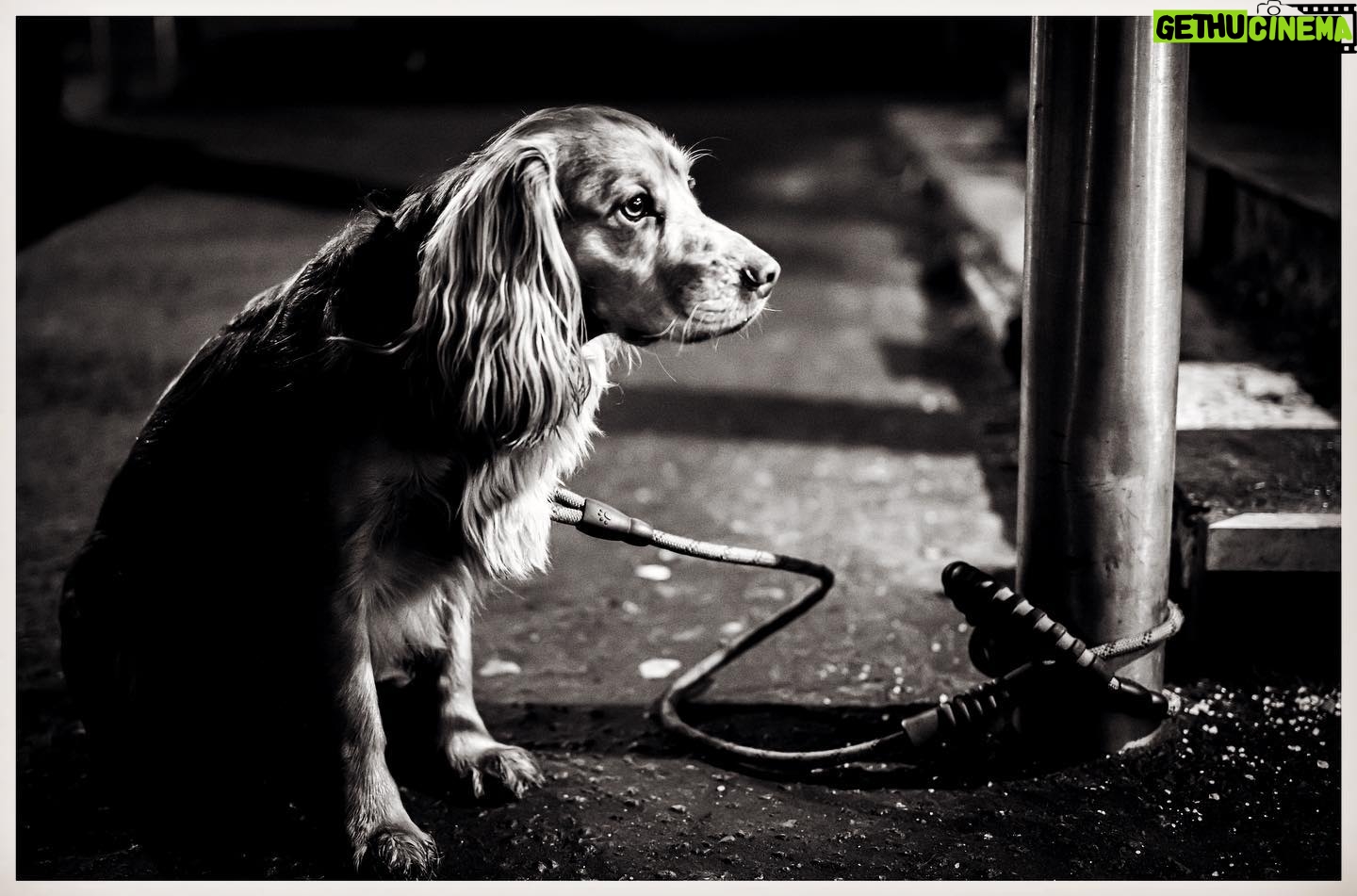 Richard Rankin - 18.2K Likes - Puppy.