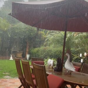 Rick Springfield Instagram - 🌧️It’s been raining for days in the LA area. I once played a guy named Noah on TV but he couldn’t build an ark worth a damn. 
Xo
Rick