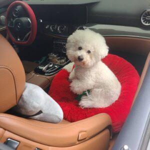 Ricky Instagram - 🐶
