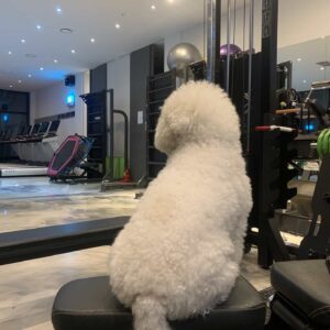 Ricky Instagram - 강아지 살빼는법 알려주세요 ..ㅜ