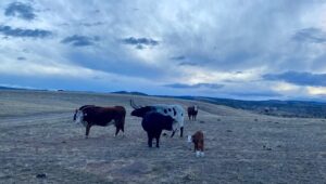 Ricky Schroder Instagram - Had an early brown Calf…whose getting Stronger every time we find him. Which isn’t an easy task since his Momma hides him really well. Watched the Tucker/Putin Talk and have a few questions for the CIA…don’t you? 🇺🇸🙏
