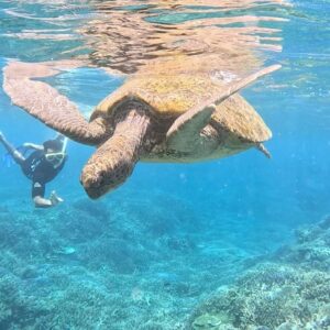 Ricky Whittle Instagram - I’ll be your instructor for the day😏😉
Big thanks again to @ladyelliotislandecoresort #ladyelliotisland @jacintashackleton for a wonderful trip @australia #australia @queensland #queensland #vacation #mothernature #greatbarrierreef #oceanlife #turtles #sharks #scubadiving #snorkeling #surfing #silversurfer #seawhatididthere #andthere 😝 #downtime away from #landofbad set 🎥🙌🏾#downundertime