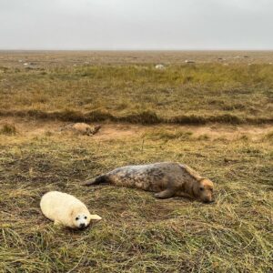 Ricky Wilson Instagram - Went to Donna Nook yesterday to look at some seals. It was freezing. They didn’t seem to mind.