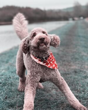 Ricky Wilson Instagram - Merry Christmas Everyone. 🐾

The Kennel Club Charitable trust Christmas Appeal is still going, so we can make a really difference for dogs who are less fortunate. Every £1 we give will be doubled by a mystery dog-lover!🤔
 
To get involved, head to www.kennelclubcharitabletrust.org/christmas-2021