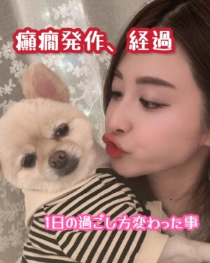 Rin Asuka Instagram - #てんかん発作 から、そろそろ投薬２ヶ月目に突入します。
初めは嫌がった1日2度の投薬も今では受け入れてくれてオヤツや肉に包まずとも飲んでくれるように😭これから一生の事なので準備に時間がかからずとても楽に…なんて人想いの犬なんだと感謝してます🐶笑

それ以外にも目のクスミが気になりだし #白内障 になりかけてるとの診断だったので進行予防としてブルーベリーの成分のサプリと#dha の成分も癲癇に効果があると聞いたのでまずはサーモンのオヤツからとそして今はサプリメントを飲んでもらってます✨

夜はいつも通りリラックスミュージックをかけ電気がスポットライトなので1番弱くしてフェアリーライトカーテンを利用してほんのり明るい部屋に変更しました🥺

そして、、、一喜一憂の日々なのはわかってるんだけど発作が出なくなって2週間が過ぎました😭
何が合うのかわからない模索だらけだけど少しでも穏やかに不安に思わず過ごしてくれるようにと願う毎日です。

そうそう！！
意思疎通が出来るように海外からボタンも取り寄せたよ🔘✨また動画にも載せるけど一生懸命考えてるから毎日体力使うみたいで爆睡❤️

表情豊かでツンデレなぽんちゃんの犬生が最後まで幸せでありますように♪

#いぬすたぐらむ #愛犬 #闘病 #治療中 #毎日幸せ #天使 #世界一幸せ #チワポメ