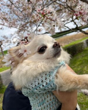 Risako Ito Instagram - 🌸🌸
今年も駆け込みで家族でお花見できました〜！！