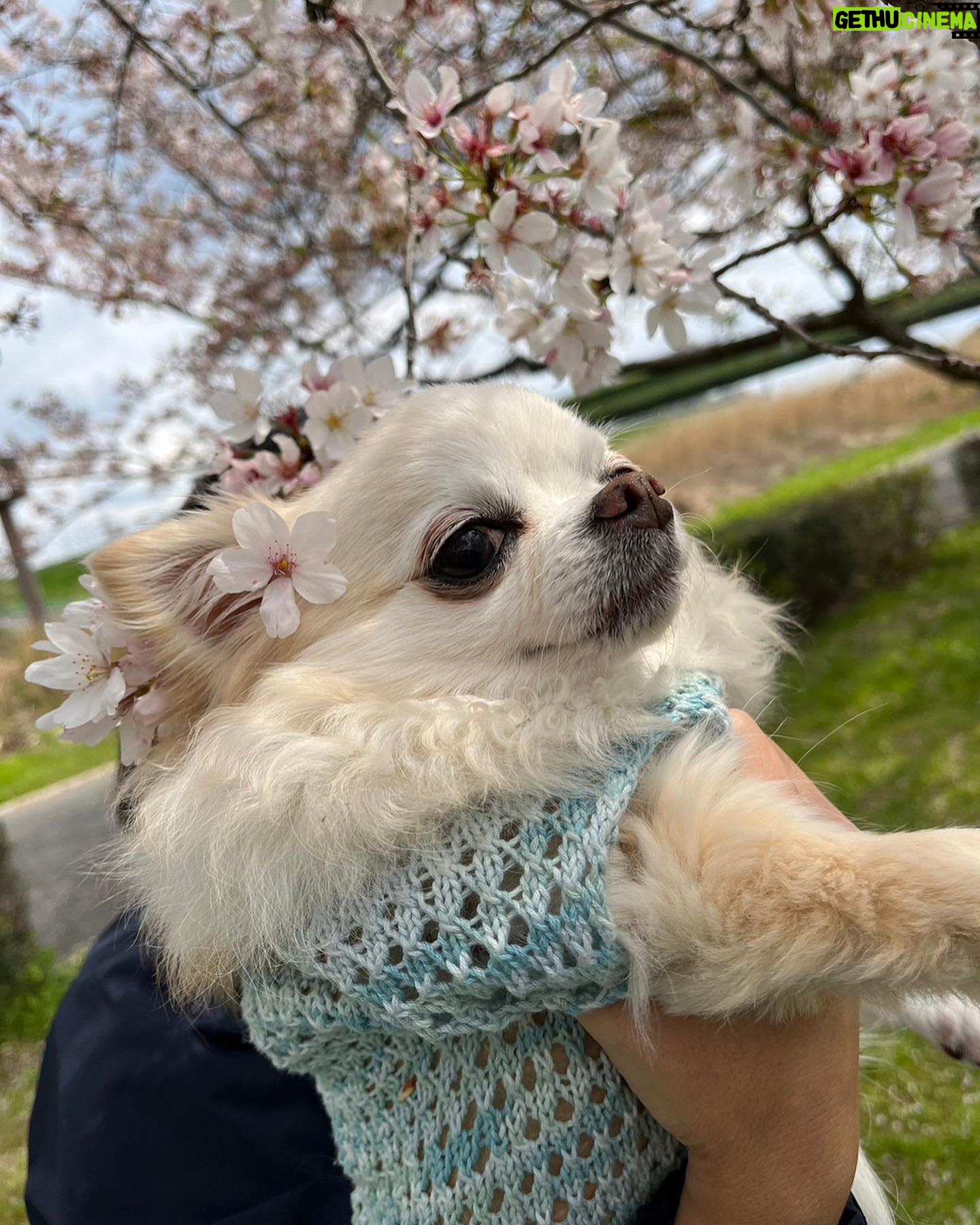 Risako Ito - 3 Likes - 🌸🌸
今年も駆け込みで家族でお花見できました〜!!