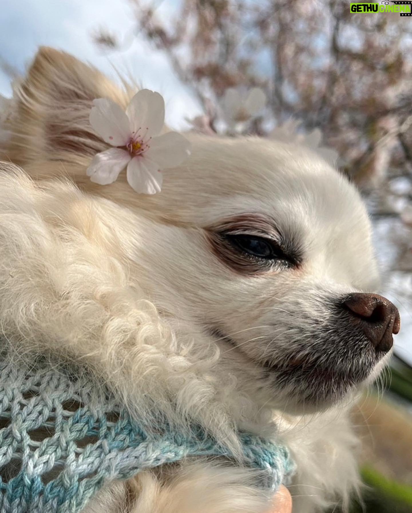Risako Ito - 3 Likes - 🌸🌸
今年も駆け込みで家族でお花見できました〜!!