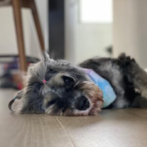 Rob Brown Instagram - This little guy is 6 years old today. Photo says it all. ❤️ @hovathedog is the best. #dog #minischnauzer #NYC #LA
