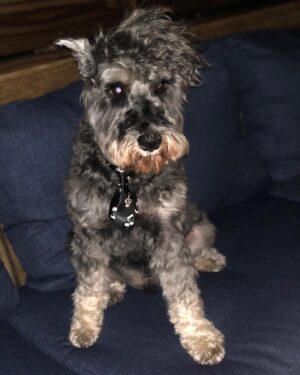 Rob Brown Instagram - @hovathedog turned 4 today. He is now a man. #minischnauzer #dog #birthday #bday