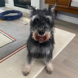 Rob Brown Instagram - S-Curl. #dog #minischnauzer