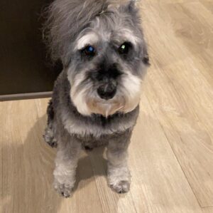 Rob Brown Instagram - @hovathedog is plush. And maybe a U of M fan? 💙💛 #dog #minischnauzer #LA #wolverine