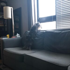 Rob Brown Instagram - This fool is almost 4 but he’ll always be a pup. #nationalpuppyday #dog #minischnauzer