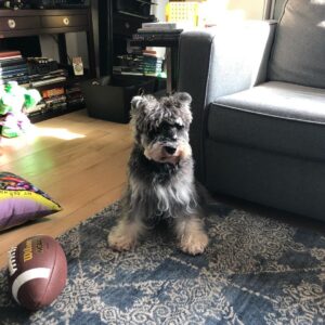 Rob Brown Instagram - This fool is almost 4 but he’ll always be a pup. #nationalpuppyday #dog #minischnauzer