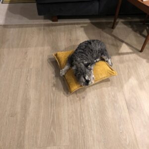 Rob Brown Instagram - @hovathedog can be entitled at times... #dog #minischnauzer #LA