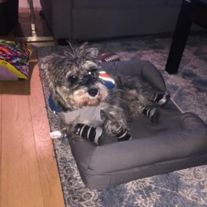 Rob Brown Instagram - This fool is almost 4 but he’ll always be a pup. #nationalpuppyday #dog #minischnauzer