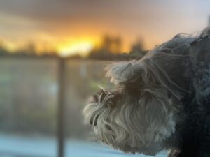 Rob Brown Instagram - @hovathedog wants you to have a good morning! #dog #minischnauzer #LA #BK