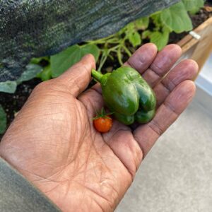 Rob Brown Instagram - It’s a start. I’m gonna keep doing this and hope to cut down on my trips to the grocery. Because lazy. #garden #gardening