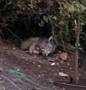 Rob Corddry Instagram - Me: There’s a coyote in the backyard.
My wife: We need to teach them. We need to start a boundary school for coyotes.
Me: Why?
My wife: Why?! You wouldn’t want to see a classroom full of coyotes? Sitting upright at their desks, wearing school uniforms?
