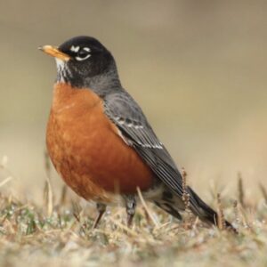 Rob Greenfield Instagram - Dear Friends!
I am seeking a robin bird design that I will use to represent Robin Press, the grassroots nonprofit publishing company I am starting.

I am sharing this opportunity with the community for anyone who would find joy in contributing to my mission by using their art and graphic design skills. I am accepting submissions, and the artist that I choose will receive $100 and inclusion in the gratitude section of the Food Freedom book. 

I am hopeful of having the robin of my dreams with your support!
Learn more here: 
https://www.robingreenfield.org/robinbird/

Love,
Robin 

UPDATE:
I have chosen the robin bird drawn with love by Alissa Hansen! To view the robin, visit the website.