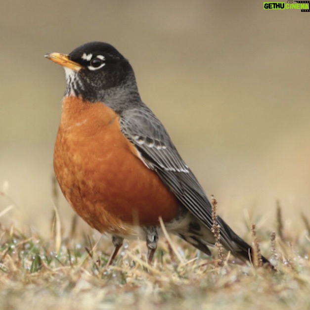 Rob Greenfield - 716 Likes - Dear Friends!
I am seeking a robin bird design that I will use to represent Robin Press, the grassroots nonprofit publishing company I am starting.
I am sharing this opportunity with the community for anyone who would find joy in contributing to my mission by using their art and graphic design skills. I am accepting submissions, and the artist that I choose will receive $100 and inclusion in the gratitude section of the Food Freedom book.
I am hopeful of having the robin of my dreams with your support!
Learn more here:
https://www.robingreenfield.org/robinbird/
Love,
Robin
UPDATE:
I have chosen the robin bird drawn with love by Alissa Hansen! To view the robin, visit the website.
