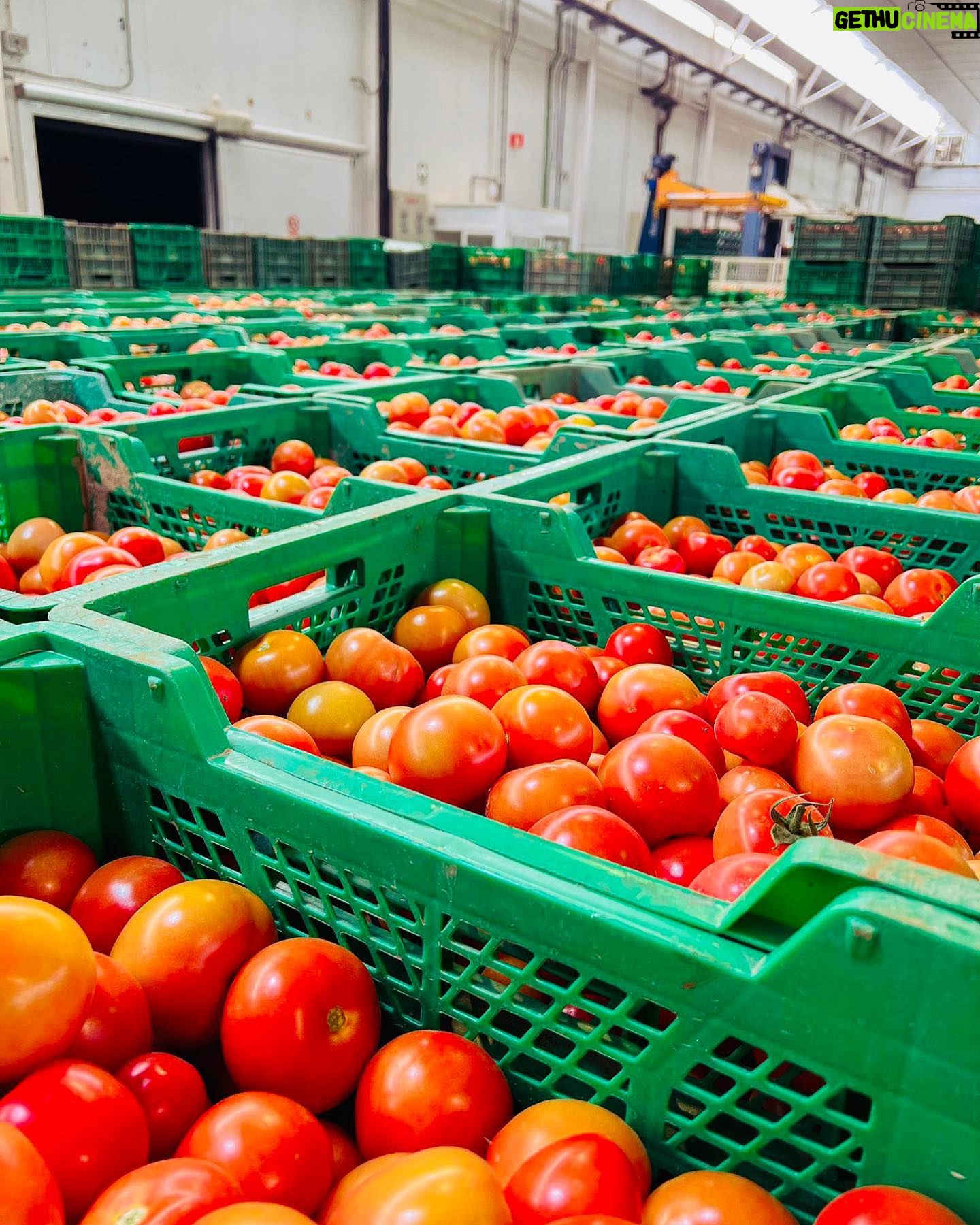 Robert Brosowski - 30.8K Likes - Wieso, weshalb, warum sind überall Tomaten?
Erfahrt ihr in meinem neuen YouTube Video!🍅😄