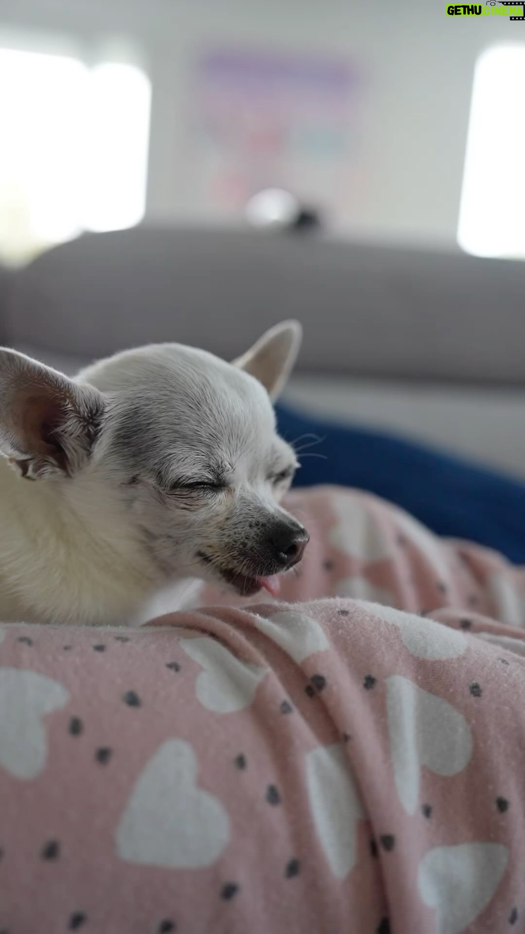 Roberto Leal - 9K Likes - Ay, señó… 🐶🐕 #soylapepa #PepayRita