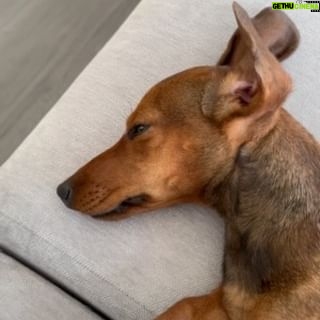 Roberto Leal - 6.5K Likes - No hay nada como que tu perrita te haga caso 😅🐶🐾#salchichavibes