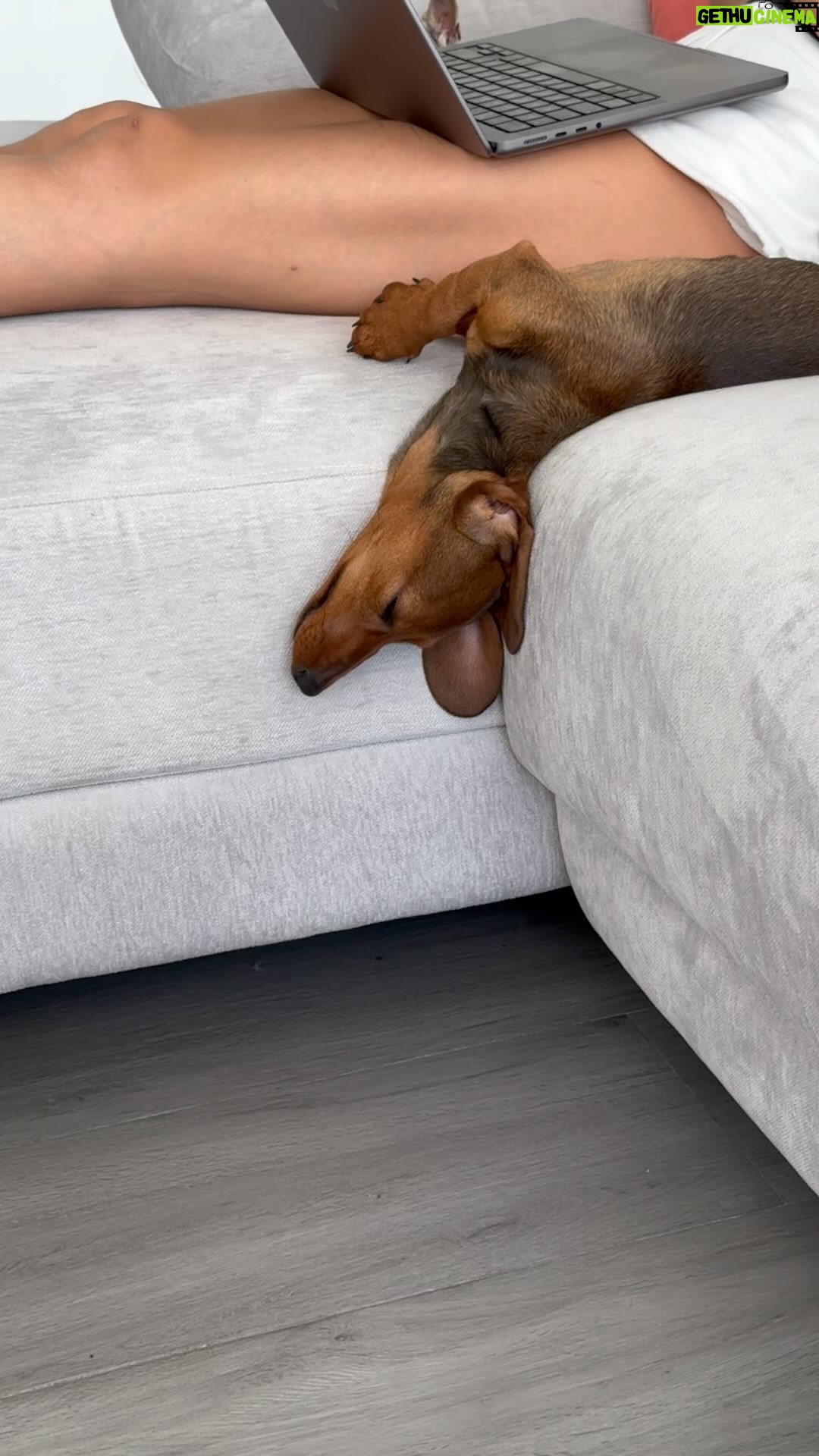 Roberto Leal - 4.4K Likes - Una nueva especia ha llegado al mundo para desafiar a la gravedad: el murcielaperro (🦇🐶)