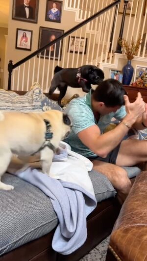 Roberto Portales Instagram - Vicious Pug Attack 🐶 #playtime #pug #puppylove #puglife #dog