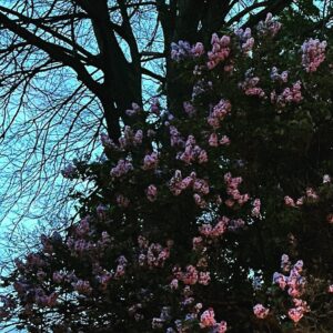 Rochelle Redfield Instagram - Something A.I. can not do (yet?) is share the delicious scent of these lilacs at dusk. I wish this could be a scratch and sniff post so I could share the magic of this spring evening. #springatlast #spicysweet