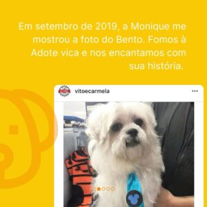 Rodrigo Dorado Instagram - Me conta, como chama o cachorro/gato que mudou a sua vida? O nosso se chama Bento.

No dia 26 de setembro de 2019, a @moniquemunhoz me encaminhou a foto do @bentomunhozdorado e fomos correndo na @adotevica conhecer sua história. 
(Postei nos stories o print da nossa conversa)

Não resistimos às suas lambidinhas e ao seu charmoso dentinho, e ao conhecer sua história, tivemos certeza da decisão: ADOTAR.

Bento foi resgatado de um canil clandestino na Zona Leste de São Paulo pelo @recantobichofeliz . Ele vivia nesta gaiola e era o macho matriz, ou seja, o que cruzava com as fêmeas.
Isso explica o fato de ele ser um cãozinho que vive em estado de alerta, sendo muitas vezes agressivo, quando um humano chega perto dele para fazer carinho, por exemplo. 

Bento não sabia o que era carinho, não sabia o que era brincar, mas aos poucos foi entendendo o significado do AMOR. Hoje ele pede para ser acariciado e é totalmente fascinado pelas suas bolinhas de brinquedo. #nãocompreadote #ᴛʙᴛ