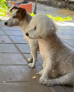 Rodrigo Gallina Instagram - La pena nunca se va pero la vida sigue @morita_monstruita 🐊 @sofia_guau 🐩

Abrazo a todos los que estan sufriendo por el duelo animal 🖤

 #27deoctubre✝️💀🐶🐾 #Sorita