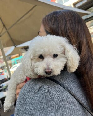 Rodrigo Gallina Instagram - La pena nunca se va pero la vida sigue @morita_monstruita 🐊 @sofia_guau 🐩

Abrazo a todos los que estan sufriendo por el duelo animal 🖤

 #27deoctubre✝️💀🐶🐾 #Sorita