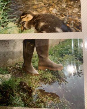 Roger Waters Instagram - DSOTM REDUX has come out to rave reviews and public acclaim. We’re doing it live tomorrow and Monday at the Palladium. These pictures of me and Donald may seem incongruous. They are not.