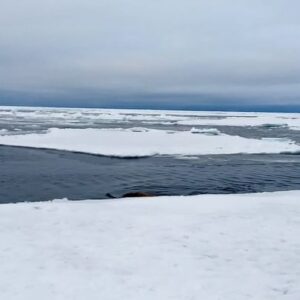 Roland Møller Instagram - The polar bear watch 
Wally was not having it 🐧
The ice in the horizon is on fire 🔥
And 9 other treats Around the north water @northwatertv