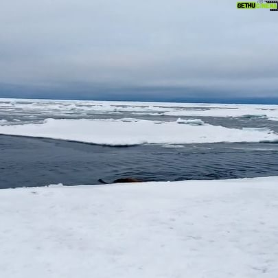 Roland Møller - 851 Likes - The polar bear watch
Wally was not having it 🐧
The ice in the horizon is on fire 🔥
And 9 other treats Around the north water @northwatertv