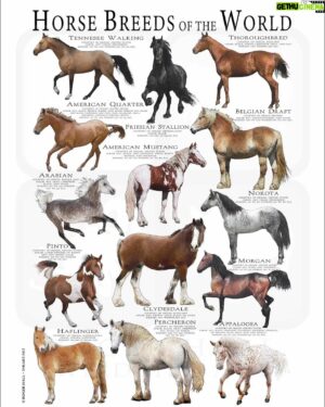Roman Dolidze Instagram - Today I attended an «equestrian event»🐎
A good horse is like a good faithful friend
•What breed of horse do you think I should choose

დღეს დავესწარი საცხენოსნო ღონისძიებას.🐎
კარგი ცხენი,  ერთგულ მეგობარს ჰგავს
•რას ფიქრობთ, რომელი ჯიშის ცხენი ავირჩიო?

Сегодня я присутствовал на мероприятии «конные состязания»🐎
Хороший конь , как хороший верный друг
•Как вы думаете, какую породу лошади мне следует выбрать?