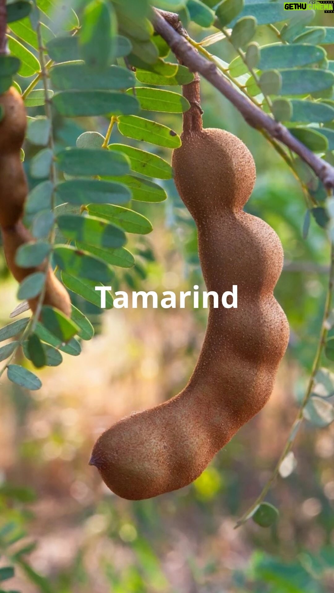Roman Paulus - 645 Likes - Dnes mám pro Vás představení další exotické suroviny - tamarind. V asijské kuchyni se používá opravdu velice často, například při přípravě úžasného pokrmu Pad Thai, který si ukážeme zase zítra.
Znali jste tamarind? Používáte ve své kuchyni?
Klidně mi do komentářů napište, o kterých dalších surovinách byste se chtěli dozvědět více informací, rád je připravím a natočím. A nezapomeňte mě sledovat pro více skvělých receptů a tipů do kuchyně.
Krásný den!
#tipy #triky #zajimavosti #zkuchyne #exotika #exotickakuchyne #suroviny #tamarind #padthai #sefkuchar #romanpaulus #romanpauluschef