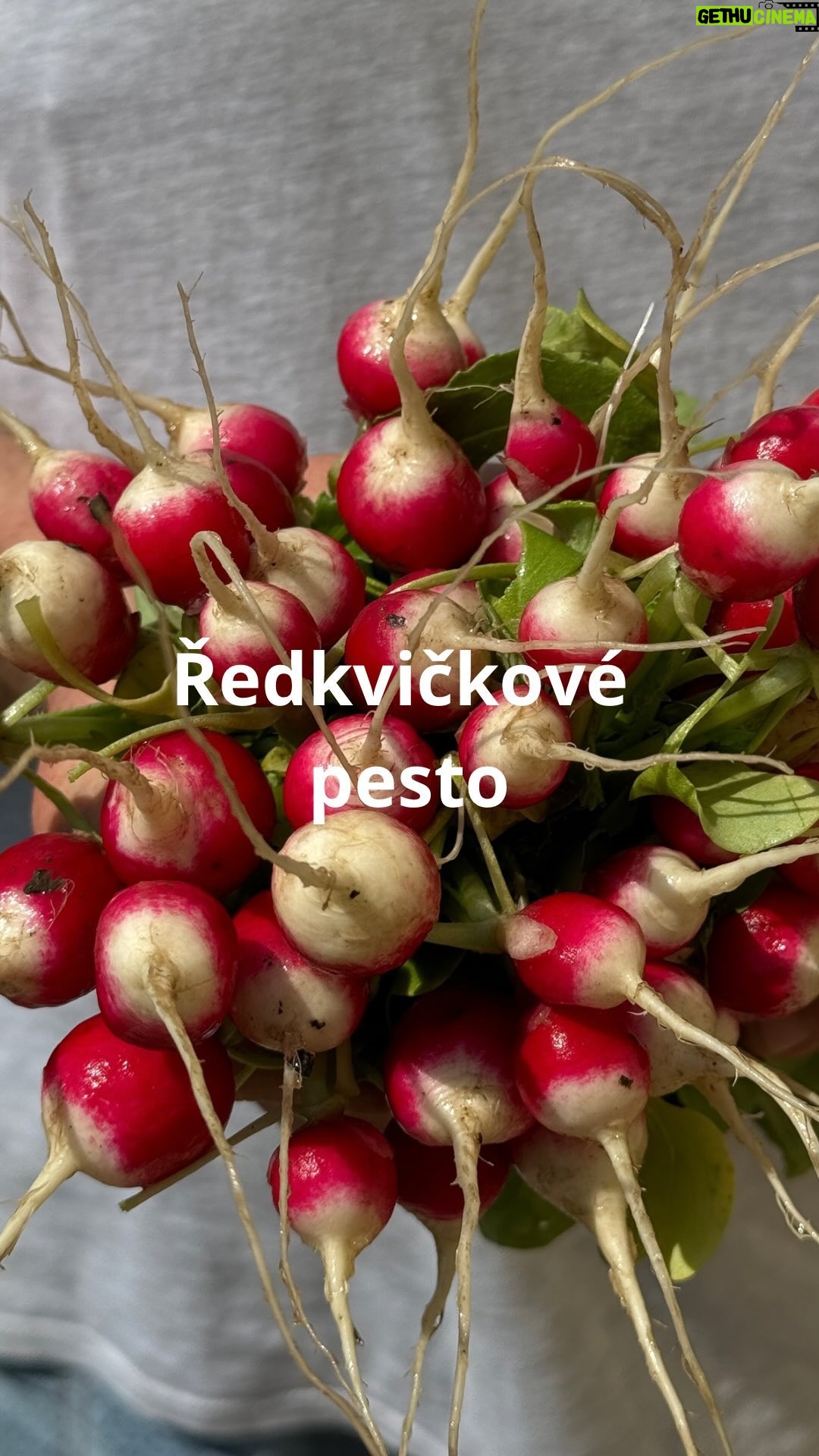 Roman Paulus - 664 Likes - RECEPT NA PESTO Z ŘEDKVIČKOVÝCH LISTŮ
Ředkvičky, kdo by je nemiloval? Krásné, kulaté, červené, plné chuti. Jak si s nimi poradíte Vám poradím v krátkém videu, co ale možná nevíte, že můžete využít i jejich nať - kdo ji vyhazuje, dělá velikou chybu! Dá se z ní totiž vyrobit skvělé ředkvičkové pesto. Nejlepší na něm je, že vám stačí doslova jenom pět minut a malý mixér. Pesto si pak můžete pod tenkou vrstvou oleje uschovat v lednici, kde bez problémů několik týdnů vydrží, ale nejlepší je se do něj hned pustit. Výborně chutná s čerstvě uvařenými těstovinami nebo jen tak na opečeném chlebu či bruschettě.
Co budete potřebovat?
150 g ředkvičkových listů
3× stroužky česneku
40 g parmezánu
30 g pistáciových ořechů (pražené, nesolené)
150 ml extra panenského olivového oleje
na opečení chleba
sůl
pepř
chléb nebo bagetu, případně i těstoviny
ředkvičky na ozdobu
Jak budete postupovat?
Pokrájené ředkvičkové listy, pokrájené stroužky česneku, strouhaný sýr, celé pistácie, olej, sůl a pepř dáme do mixéru a dobře rozmixujme.
Chléb nakrájíme na plátky a v rozpálené pánvi s trochou olivového oleje opečeme.
Pesto podáváme na topince ozdobené kouskem ředkvičky. Výborně chutná i s těstovinami a sýrem.
Dobrou chuť!
#recepty #recept #redkvicky #jaro #jarnirecepty #zdrave #zdraverecepty #vikend #pesto #redkvickovepesto #zahrada #zahradka #zahradkar #jidlo #jidlonaprvnimmiste #jidlojelaska #jidlojezaklad #zelenina #sefkuchar #romanpauluschef #romanpaulus