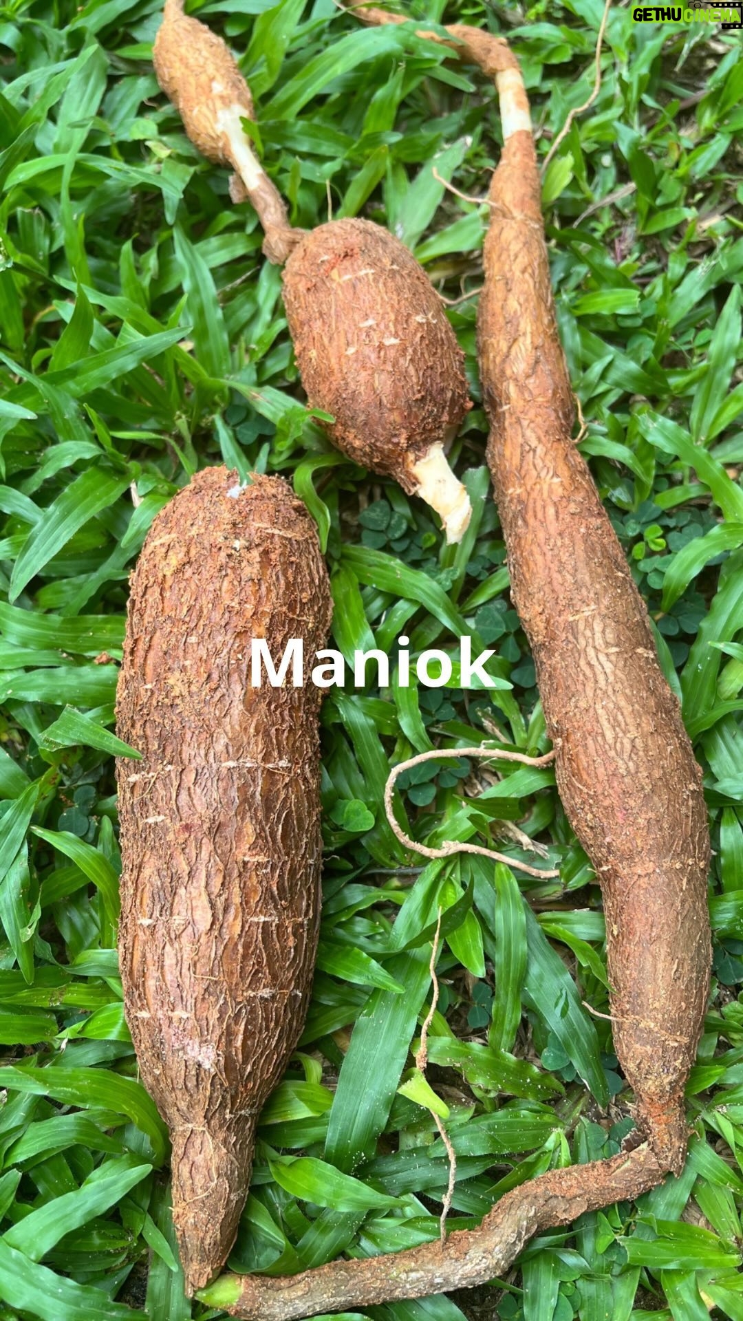 Roman Paulus - 677 Likes - Dnes si povíme něco o manioku, exotické potravině, která ve světě slouží jako obživa pro milióny obyvatel hlavně v tropických oblastech. U nás hlavně známá v podobě malých perliček tapioka.
Zítra vám ještě ukážu jak z manioku vytvořit opravdu úžasně křupavé chipsy.
Znáte maniok? Už jste ho někdy vyzkoušeli nebo ho pravidelně využíváte ve své kuchyni? Dejte mi vědět do komentářů a nezapomeňte mě sledovat pro více skvělých receptů a triků do kuchyně.
#tipy #triky #zajimavosti #zkuchyne #maniok #tapioka #sefkuchar #romanpaulus #romanpauluschef
