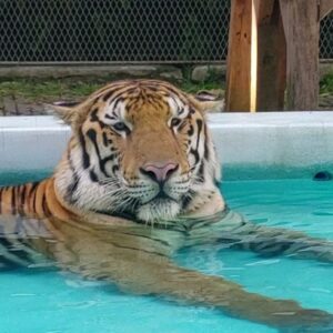 Romit Raj Instagram - I Love Tigers ❤️ 🐾 
My Most Favourite 
#tiger #animal #beast #wildcats #wildlife #RomiitRaaj #RR1