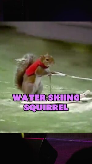 Ron Funches Instagram - Morale is low. The squirrel is needed now more than ever

-
-
-
-
-
see me tell jokes LIVE! get some tix @ ronfunches.com/shows
✿ St. Louis, MO………..7/25   7/26
✿ Indianapolis, IN….….7/27   7/28
✿ Dania Beach, FL.…..8/09   8/10
✿ Palm Springs, CA...8/24
✿ Portland, OR……….…9/26 - 9/28
✿ Seattle, WA……….….10/25   10/26
✿ Kansas City, MO….11/29 - 12/01
#standupcomedy #squirrel #squirrels #livecomedy #waterski #animalvideos #comedy