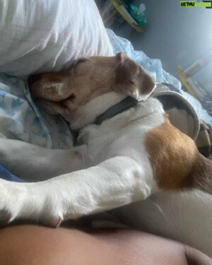 Ronaldo Moura Instagram - Uma jovem senhora 🐶

#sol #petlovers #beagle